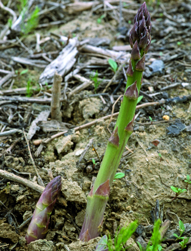 Asperge Verte Turion MAP AGU 070912161