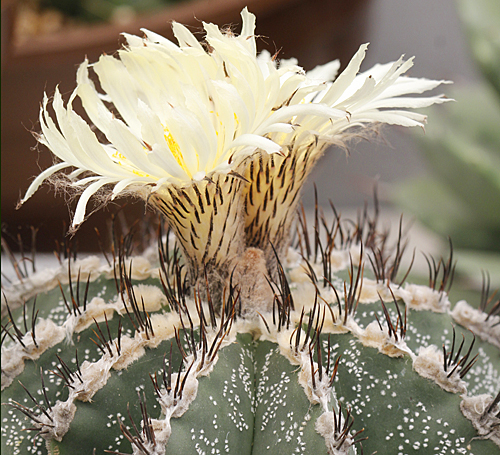 Astrophytum ornatum Cactus Mioulane MAP NPM 719514718