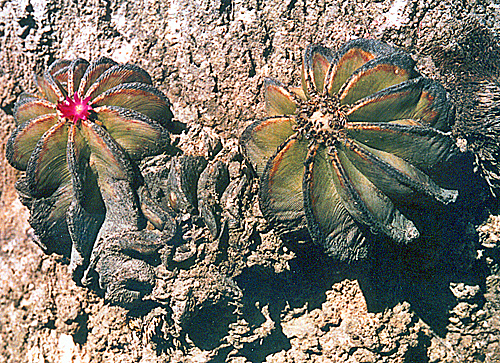 Aztekium hintonii Lode 027bb