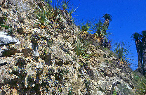 Aztekium hintonii habitat Mexique Lode