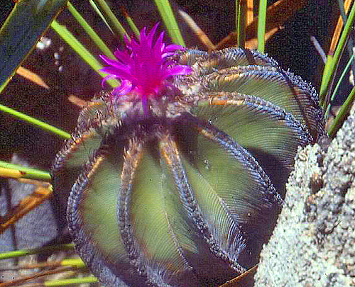 Aztekium hintonii habitat Mexique Lode