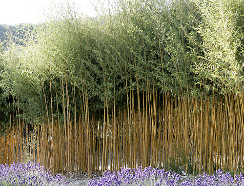 Bambou Phyllostachys aureosulcata Mioulane MAP NPM 850324143