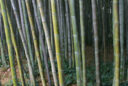 Bambou Phyllostachys bambusoides Mioulane MAP 08122014