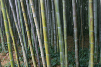Bambou Phyllostachys bambusoides Mioulane MAP 08122014