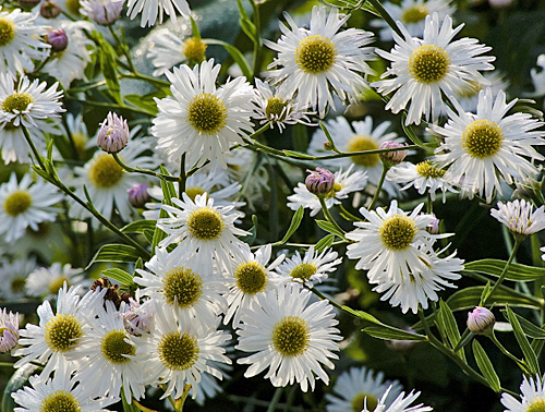 Boltonia asteroides MAP AKU 120425252