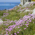 Bretagne Armeria MAP FTO 13052614469