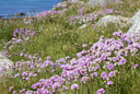 Bretagne Armeria MAP FTO 13052614469