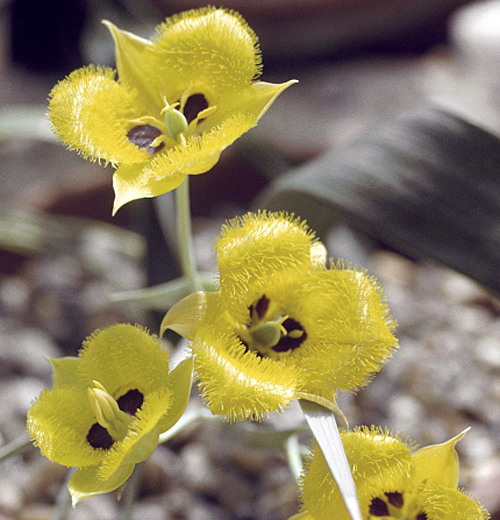 Calochortus monophyllus MAP ADE GIP0107836