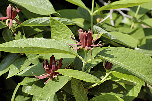 Calycanthus floridus MAP BEP4819 GWI