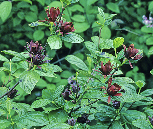 Calycanthus floridus Purpureus MAP ADE GIP141215005