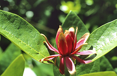 Calycanthus occidentalis Mioulane MAP NPM GIP0102032