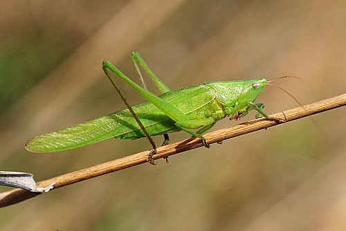 Conocephale gracieux-Ruspolia nitidula male 5012794082