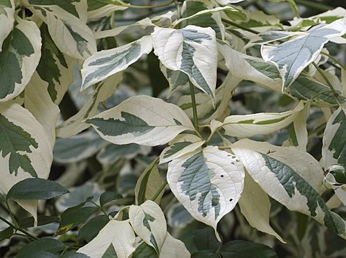 Cornus Controversa MAP NPA DSF1698