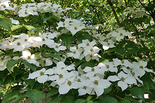 Cornus kousa Mioulane MAP MAP NPM 84979059