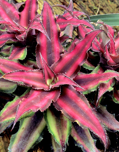 Cryptanthus MAP ADE GIP0096187