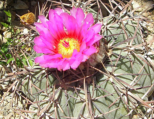 Echinocactus horizontalonius Mendoza