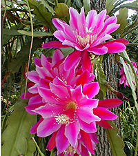 Epiphyllum rose Cactus