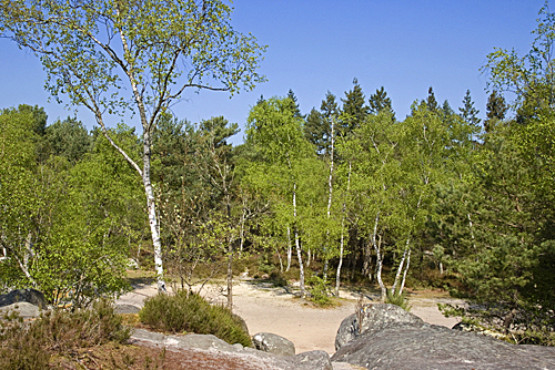 Foret Fontainebleau Vegetation MAP AGU 130926036