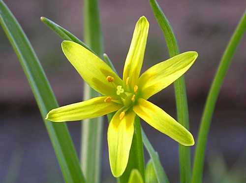 Gagea lutea