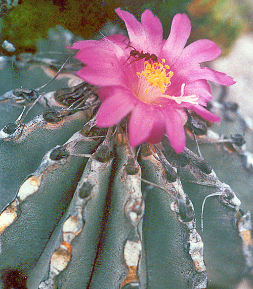Geohintonia mexicana Cactus Lode