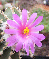 Geohintonia mexicana Michale Wolf