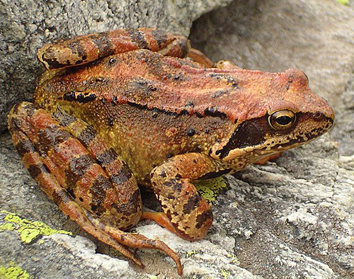 Grenouille rousse