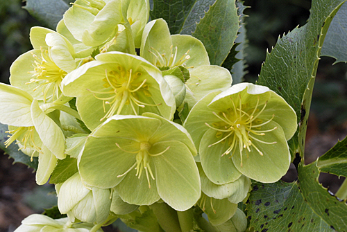 Hellebore Corse MAP TC5931 GWI