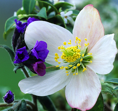 Helleborus-niger-Pulmonaire MAP ADE GIP0086214