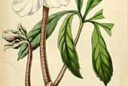 Helleborus-niger 1852
