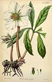 Helleborus-niger 1852