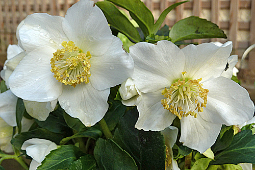 Helleborus niger Fleur Mioulane MAPP1060920