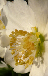 Helleborus niger Macro MiouLane MAP P1060912