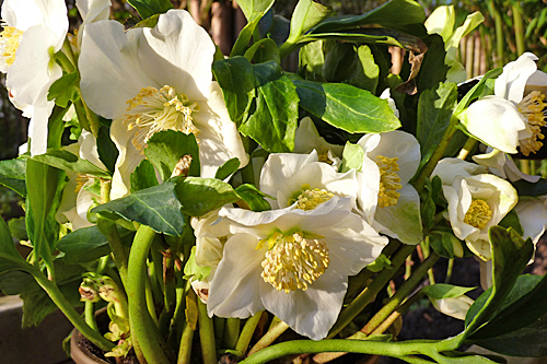 Helleborus niger Mioulane MAP P1060911