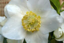 Helleborus niger portrait Mioulane MAP P1060921