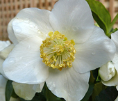 Helleborus niger portrait Mioulane MAP P1060921