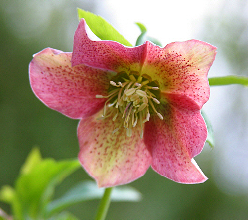 Helleborus orientalis-Mioulane MAP 0005310