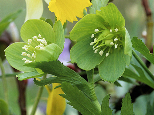 Helleborus viridis MAP ADE GIP0102331