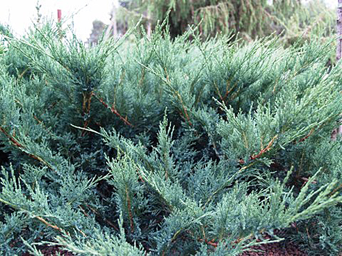 Juniperus sabina Blue Danube