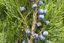 Juniperus sabina MAP FTO 140106256