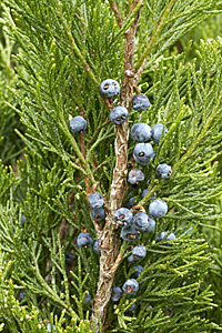 Juniperus sabina MAP FTO 140106256