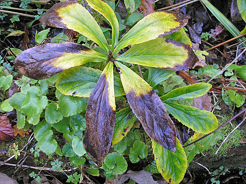 Maladie Hellebore