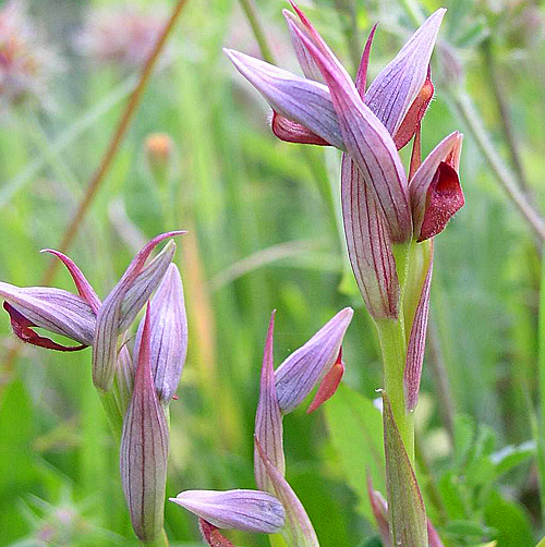 Orchidee Serapias parviflora