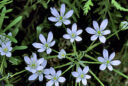Ornithogalum umbellatum Mioulane MAP NPM GIP0091107