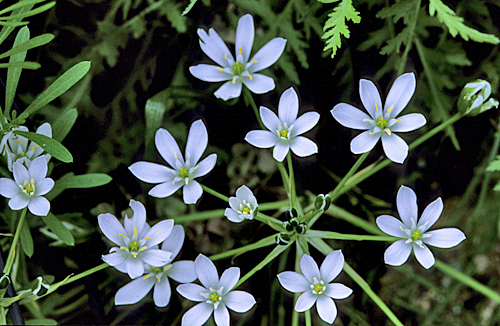 Ornithogalum umbellatum Mioulane MAP NPM GIP0091107