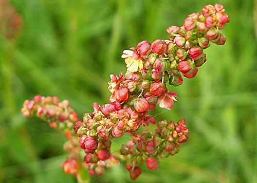 Oseille Floraison Rumex