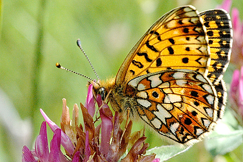 Papillon Clossiana selene