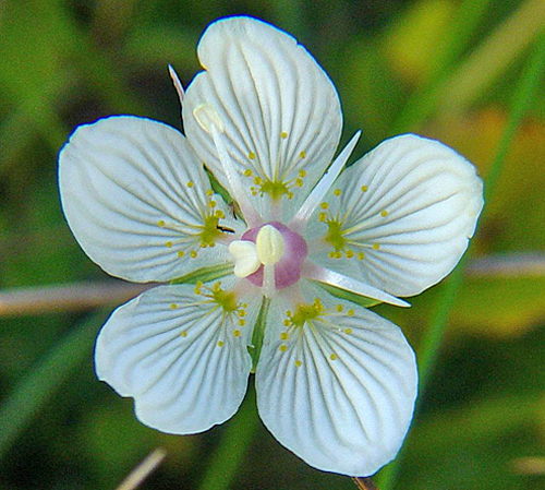 Parnassia palustris