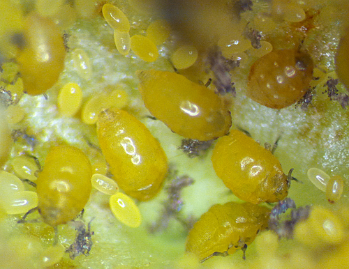 Phylloxera Adulte Œufs