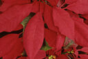Poinsettia Mioulane MAP NPM GIP141201021