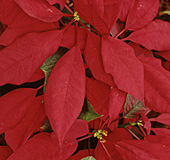 Poinsettia Mioulane MAP NPM GIP141201021